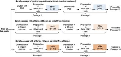 Genetic diversity of murine norovirus populations less susceptible to chlorine